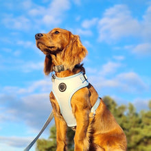 Load image into Gallery viewer, Baby Blue - Lead