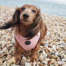 Load image into Gallery viewer, Adjustable dog harness, Pretty in Pink by Sirius Wag