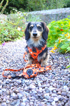 Load image into Gallery viewer, Buttercup - Lead