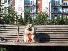 Load image into Gallery viewer, Buttercup - Lead