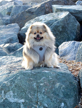 Load image into Gallery viewer, Regent Grey - Adjustable Harness