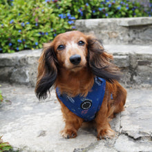 Load image into Gallery viewer, Adjustable dog harness, Royal Blue by Sirius Wag