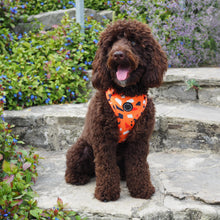 Load image into Gallery viewer, Adjustable Harness, Buttercup by Sirius Wag