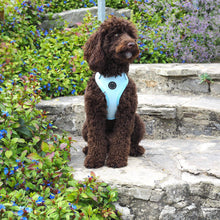 Load image into Gallery viewer, Adjustable dog harness, Baby Blue by Sirius Wag