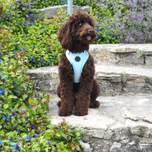 Load image into Gallery viewer, Adjustable dog harness, Baby Blue by Sirius Wag
